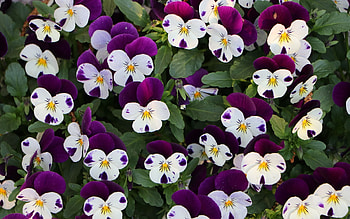Pansies, colorful, flowers, small HD wallpaper