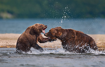Animals, Bears HD wallpaper