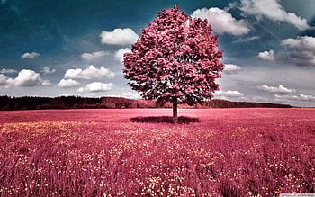 pink-field, clouds, nature, field, tree HD wallpaper