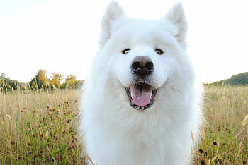 Animals, Dog, Muzzle, Sheepdog, Sheep Dog, Samoyed, Soyed, Drooling, Slobber HD wallpaper