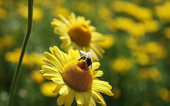 bees, yellow HD wallpaper