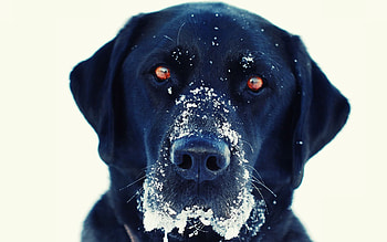 Black lab, Computer , Furry friend, Playful nature HD wallpaper