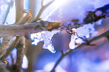 Winter, Ice, Macro, Branch HD wallpaper