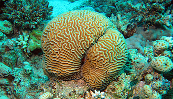 Brain Coral, nature, coral, water, brain HD wallpaper