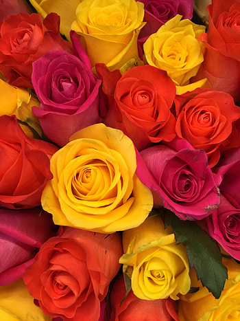 Flowers, Roses, Pink, Bouquet, Buds, Composition, Floristics HD phone wallpaper