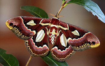 Macro, Bright, Butterfly, Wings, Colorful, Colourful HD wallpaper
