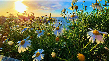 Sunset at La Jolla, California, sea, blossoms, clouds, flowers, sky, usa HD wallpaper