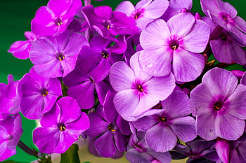 Phlox paniculata, summer, purple, flower, garden, beautiful, phlox HD wallpaper