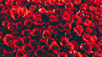 Decoration, red tulips, flowers HD wallpaper