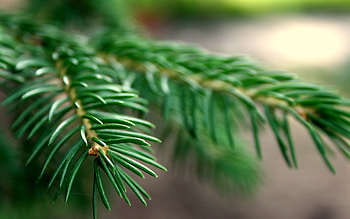Macro view, Spruce branches, Natural textures, Lush greenery HD wallpaper