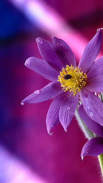 Purple flower, red HD phone wallpaper