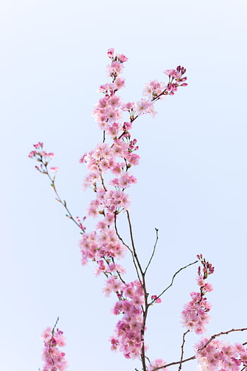 Delicate cherry blossoms in full bloom against a clear blue sky, capturing the essence of spring. HD phone wallpaper