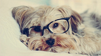 Glasses, Yorkshire Terrier HD wallpaper