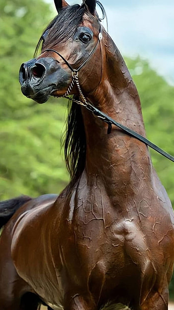 Brown Strong Horse, brown, strong, horse HD phone wallpaper