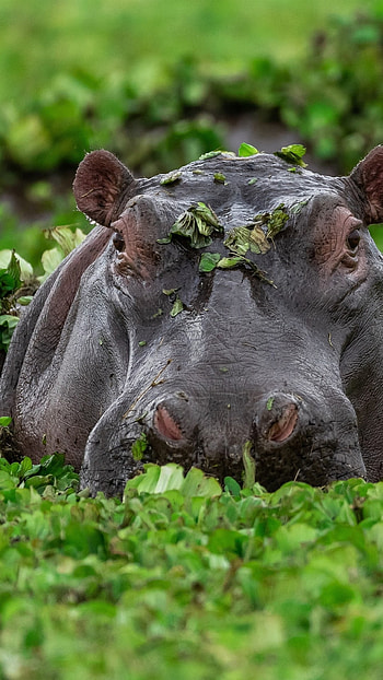 Hippopotamus, African habitats, Animal diversity, Wildlife wonders HD phone wallpaper