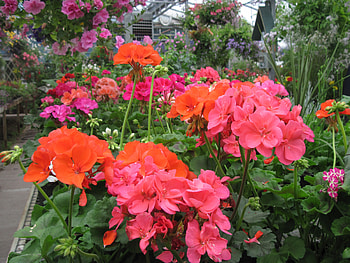 Greenhouse graphy day 07, graphy, green, red, Flowers, garden HD wallpaper