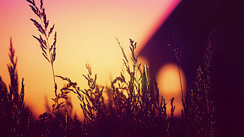Plants Blurred Silhouette Sunset , sunset, blur, silhouette, nature, graphy HD wallpaper