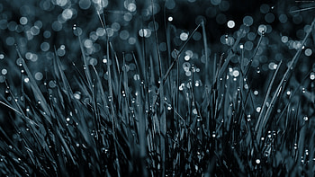 Monochrome, Grass HD wallpaper