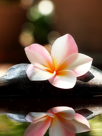 Plumeria and hashtags, Floral design inspiration, Instagram-worthy blooms, Creative compositions HD phone wallpaper