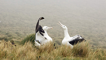 Albatross art, Creative , Unique avian illustrations, Digital masterpieces HD wallpaper