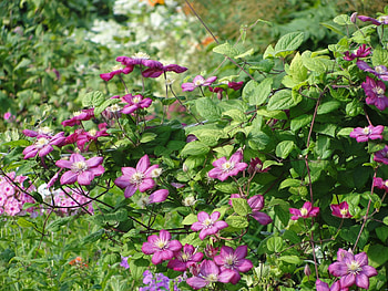 Flowers, Bush, Branches, Greens, Clematis, Loach HD wallpaper