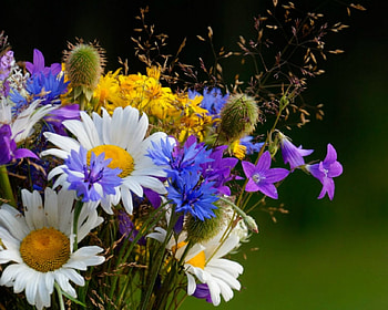 Beautiful flowers, nature, flowers, bloom, petals HD wallpaper