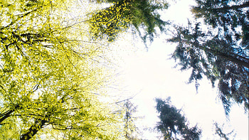 Panorama Worm's Eye View Of Trees Branches Forest Nature HD wallpaper