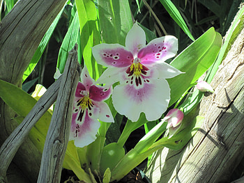 Essence of Flowers 49 Orchids, pink, graphy, green, Flowers, garden, Orchids HD wallpaper