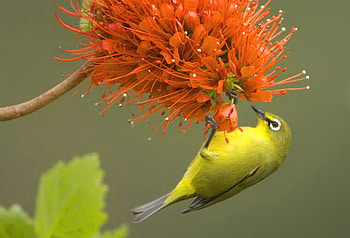Hang on, leaves, bird, finch, yellow, green, flowers, orange HD wallpaper