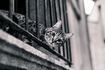 Cat, animal, pussy, kitty HD wallpaper