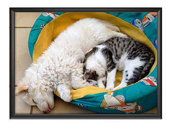 SLEEPING BUDDIES, NATURE, DOG, , CAT HD wallpaper