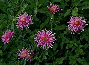 Flowers, Petals, Greens, Flower Bed, Flowerbed, Buds HD wallpaper