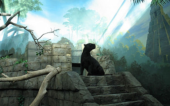 Animals, Panthers HD wallpaper