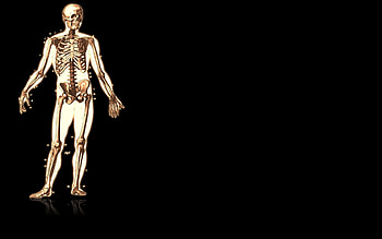 Artistic - Anatomy HD wallpaper