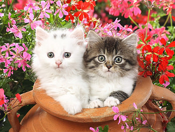 Flowers, Animals, Couple, Pair, Pot, Kittens HD wallpaper