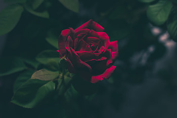 Flowers, Dark, Rose Flower, Rose, Bud HD wallpaper