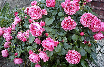 Flowers, Roses, Greens, Flower Bed, Flowerbed, Disbanded, Loose HD wallpaper