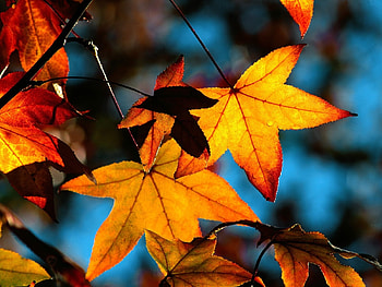 Plants, Autumn, Leaves HD wallpaper