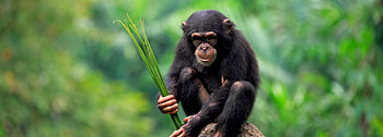Chimpanzee's quest for honey, Extraordinary behavior, BBC Earth HD wallpaper