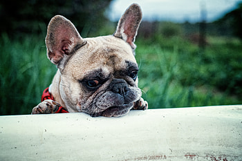 Animals, Dog, Muzzle, French Bulldog HD wallpaper