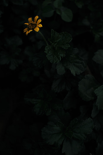 Flowers, Flower, Plant, Dark HD phone wallpaper