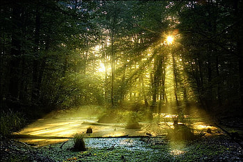 Sunlight in Forest, beautiful, sunlight, forest HD wallpaper