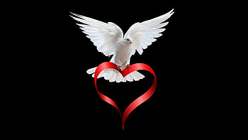 Pigeon love story, 1440p resolution, , Romantic narrative HD wallpaper