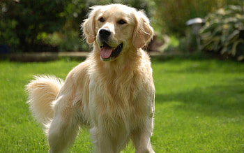 Golden retriever , Animal HQ, Golden retriever , resolution HD wallpaper