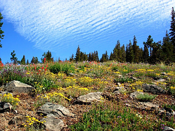 Alpine flowers, nature, flowers HD wallpaper