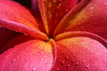 Plumeria, pink, flower, nature, flowers, pink plumeria HD wallpaper