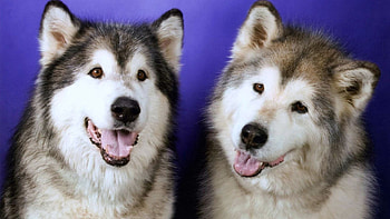 Animals, Dogs, Couple, Pair, Muzzle, Relaxation, Rest, Husky HD wallpaper