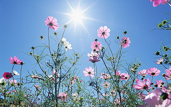 Flower sunburst, sunshine, sky, cosmos, flowers HD wallpaper