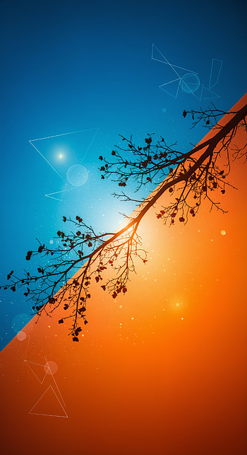 Dawn & Dusk — Aesthetic ( & Android), aesthetic, branch, silhouette, Abstract HD phone wallpaper