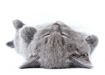 Tired, kitten, white, grey, cute, cat, pisica, funny, sleep HD wallpaper